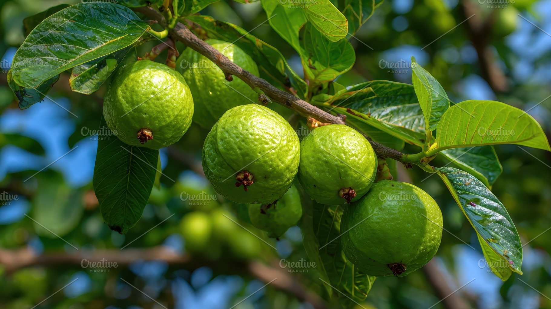 Green guavas growing on a tree branc, a Photo by Pixeness Studio