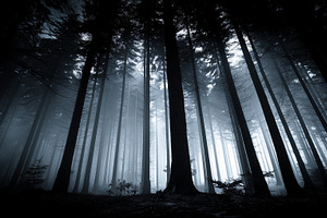 Mysterious dark forest with trees, a Nature Photo by MistyDay