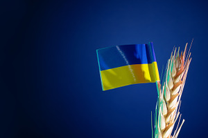 Ukrainian flag atop a wheat stalk against a deep blue background, a Food & Drink Photo by Ales Munt