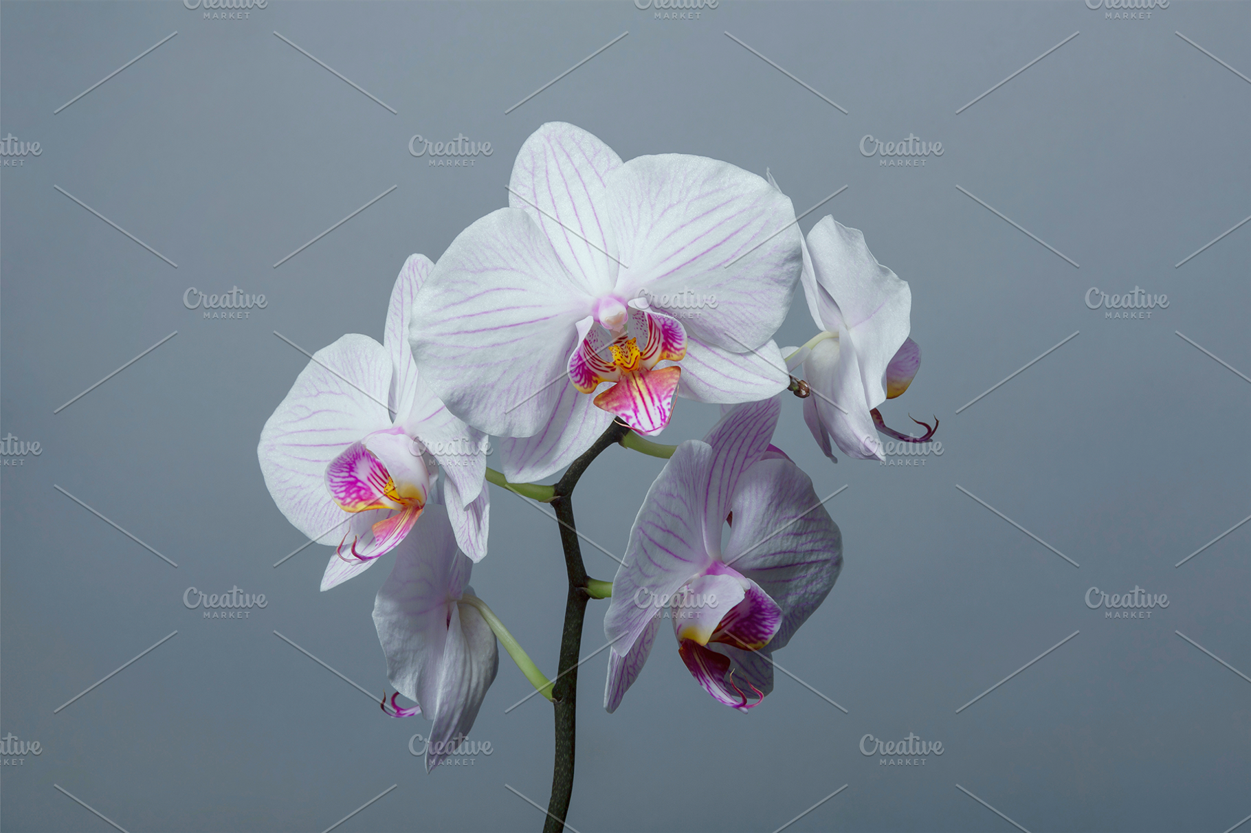White Moth Orchid, a Nature Photo by MelanthaGraphics