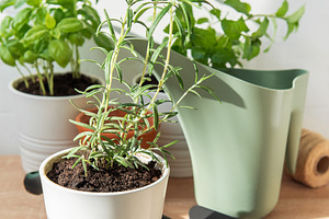 Rosemary, basil and mint plants preparing for indoor gardening, a Nature Photo by Olena Rudo