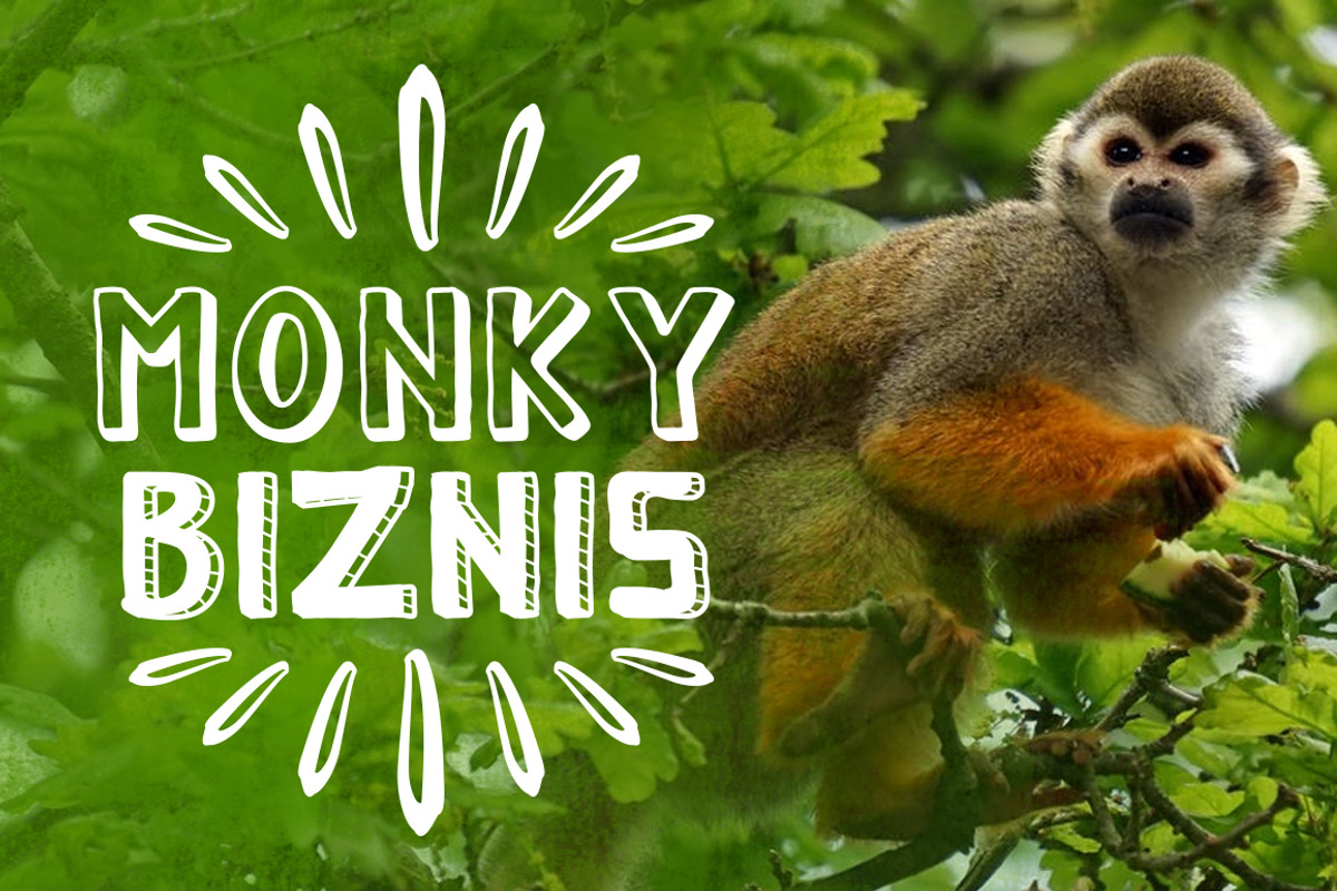 MONKY - 7 Styles Font preview 2