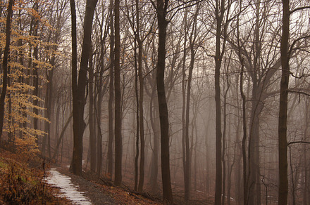 In the woods featuring woods, trees, and brown, a Nature Photo by M.Pellot Photography