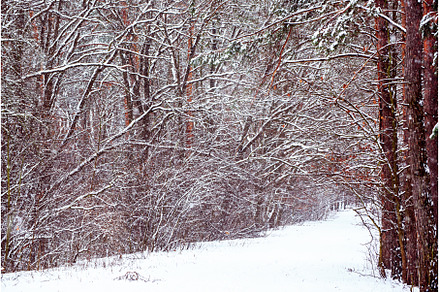 Winter forest with path, a Nature Photo by Nature and travel