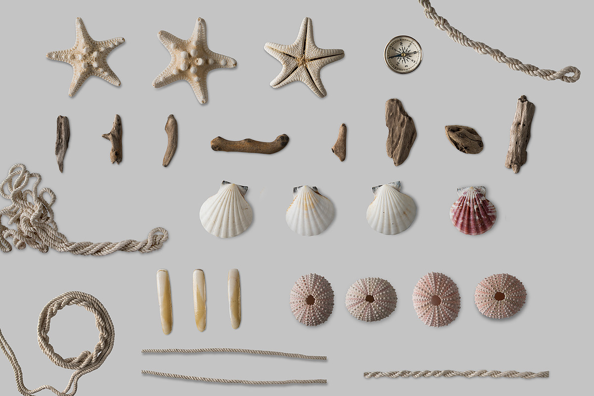 Shells png collection Photo clip art, an Object Graphic by wings of design (Photo 2 of 5)