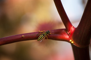 Macro Wasp