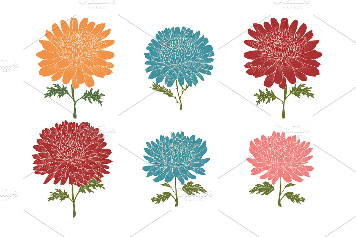 Chrysanthemum flowers vector, an Object Illustration by Alena Stoyko design