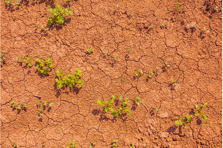 Cracked earth, metaphoric for, an Abstract Photo by Lukas Jonaitis SHOP