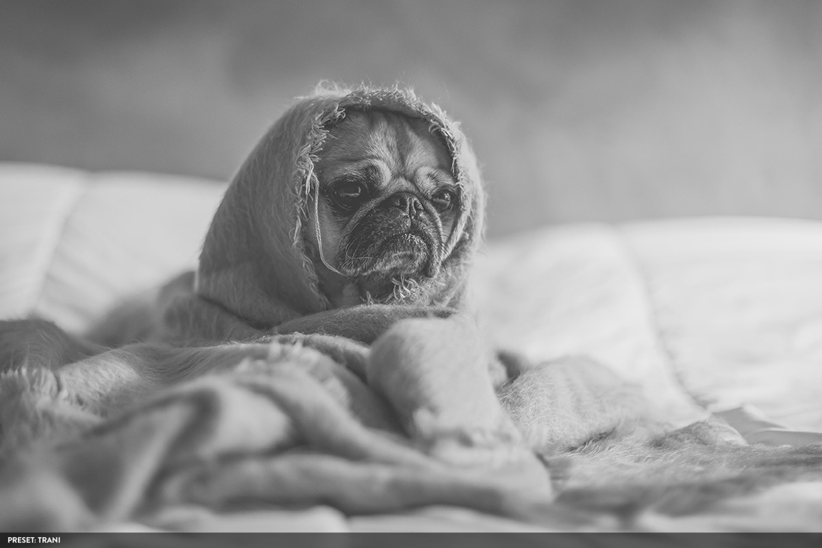 50 Monochromatic Presets for Ps - Lr, a Preset Add-On by ShinyPixel (Photo 12 of 17)