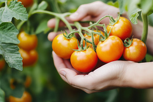 Hands holds ripe cherry tomatoes on, a Food & Drink Photo by MistyDay