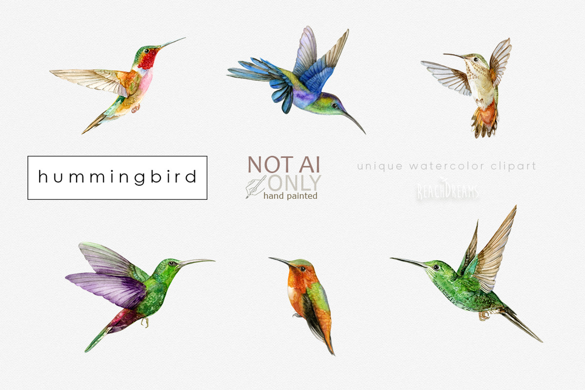 Watercolor Hummingbird clipart, an Animal Illustration by ReachDreams (Photo 2 of 3)