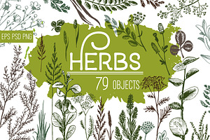 Wild field herbs. Botanical set.