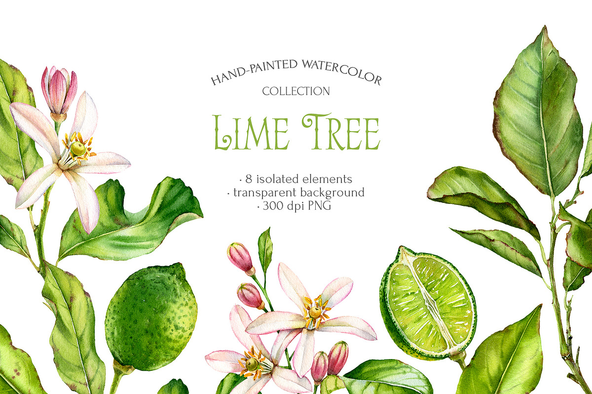 Lime Tree Watercolor Fruits Set, a Food Illustration by Akvarelldesign (Photo 1 of 2)