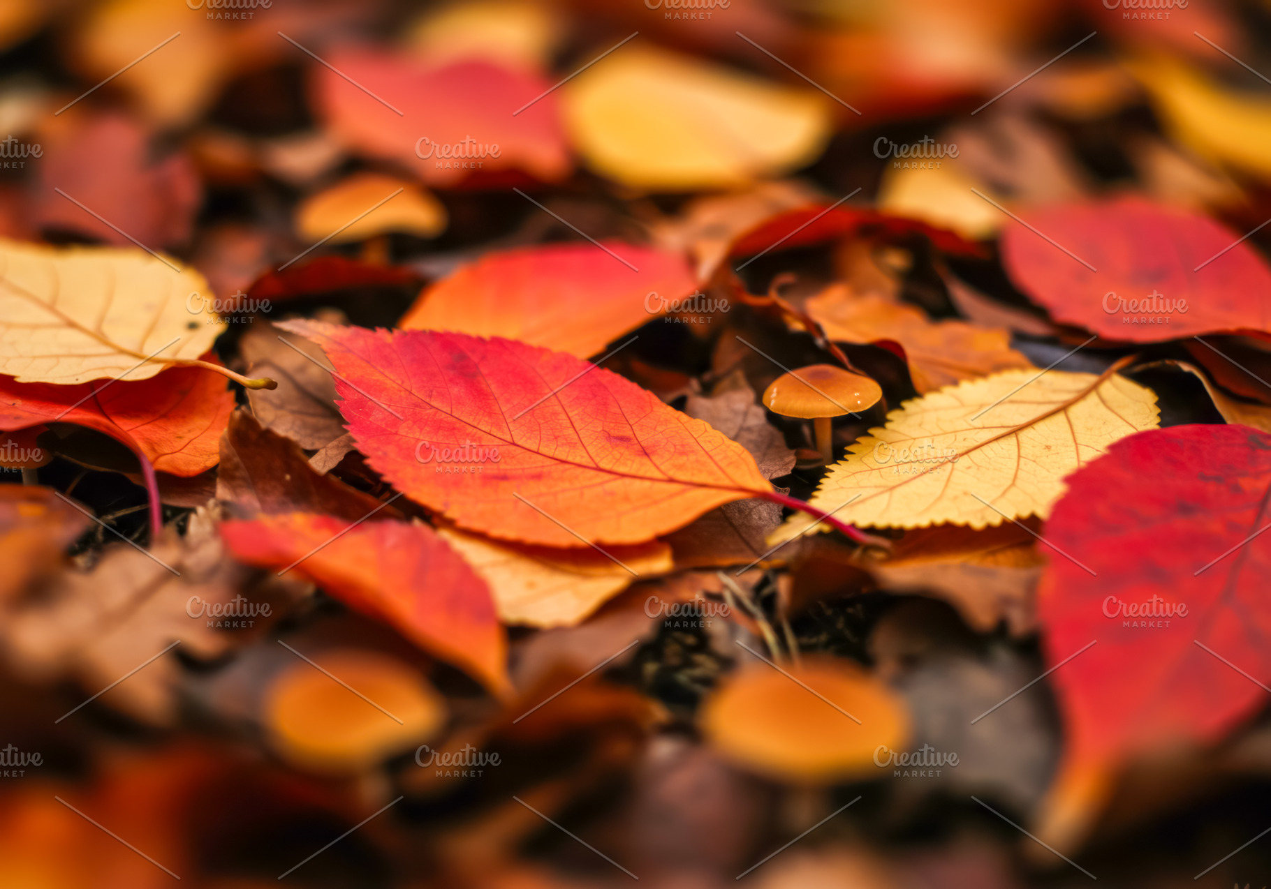 Colorful autumn leaves with small mu, a Nature Photo by professorinc