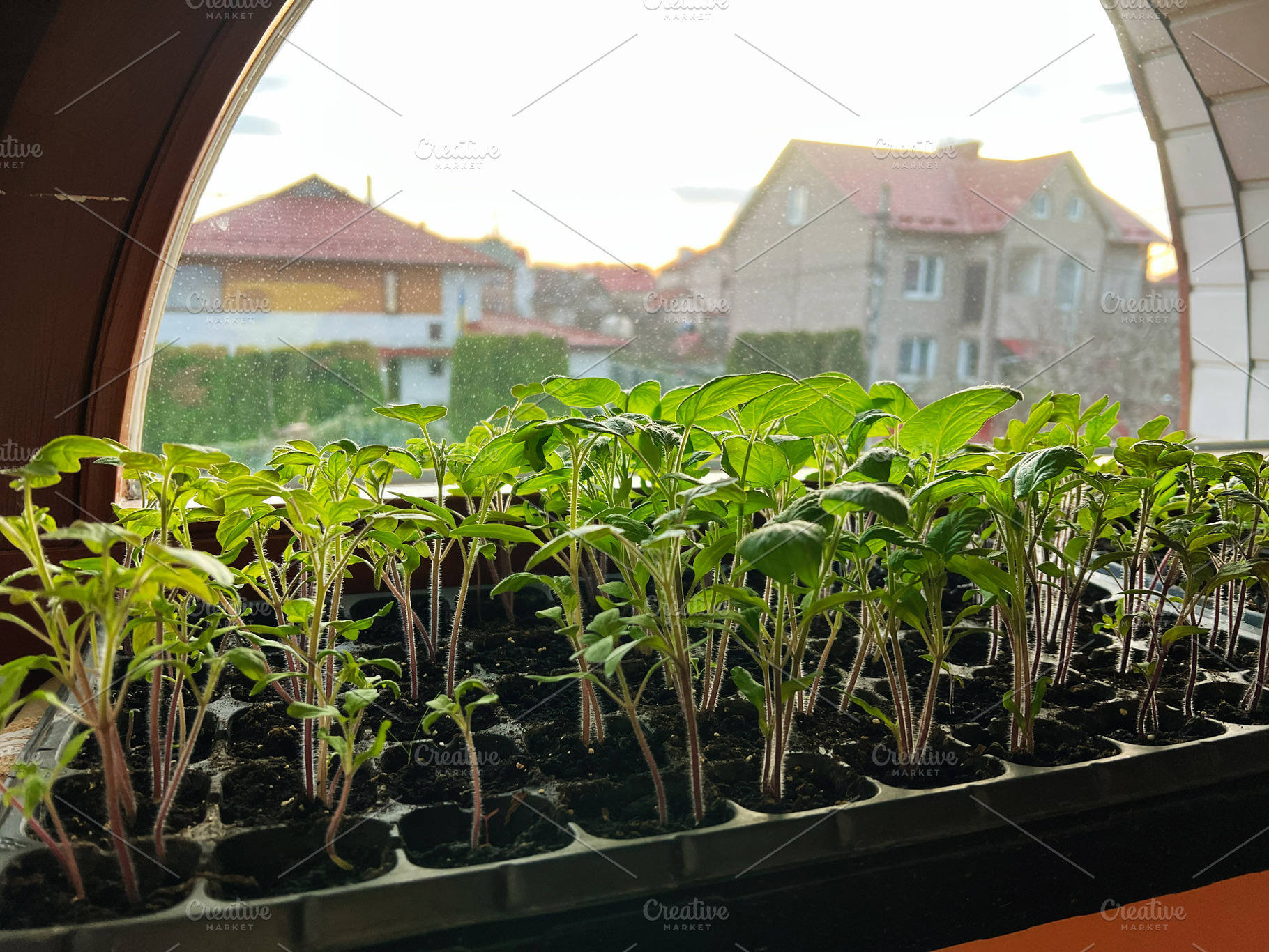 Young plants growing in trays near a wooden window during a sunny day, a Photo by AS photostudio