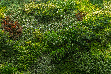 Moss wall, green grass wall decorati, an Architecture Photo by Tampatra