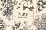 Hand Drawn Nuts set Vector, a Food Illustration by ON_lineart_store (Thumbnail 1 of 11)
