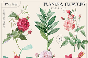 VINTAGE FLOWERS Watercolor Png Set