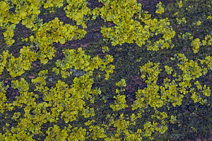 Vibrant green lichen covering textured bark surface, a Nature Photo by OSORIOartist