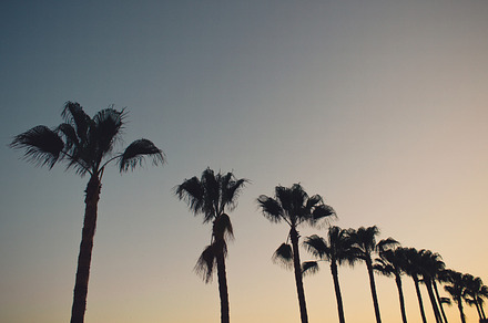 Row of palm trees stock photo containing abstract and backdrop