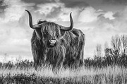 Black and White Lightroom Presets, an Action Add-On by Madison Colt Studios (Thumbnail 6 of 15)