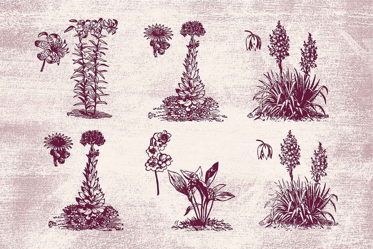 Vintage Flower Illustrations, an Illustration by TheBlackPixelCo (Photo 5 of 6)