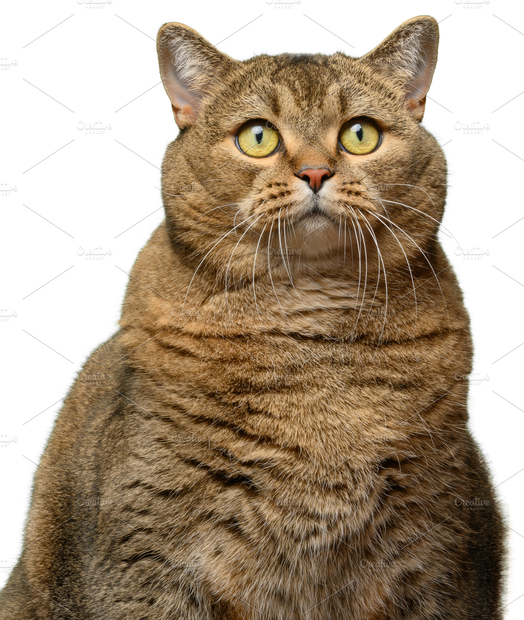 Portrait of a gray cat with yellow eyes on an isolated backgroun, an Animal Photo by ndanko