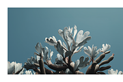 Arid Co · Desert Plantscape, a Texture Illustration by milatovar (Thumbnail 13 of 20)