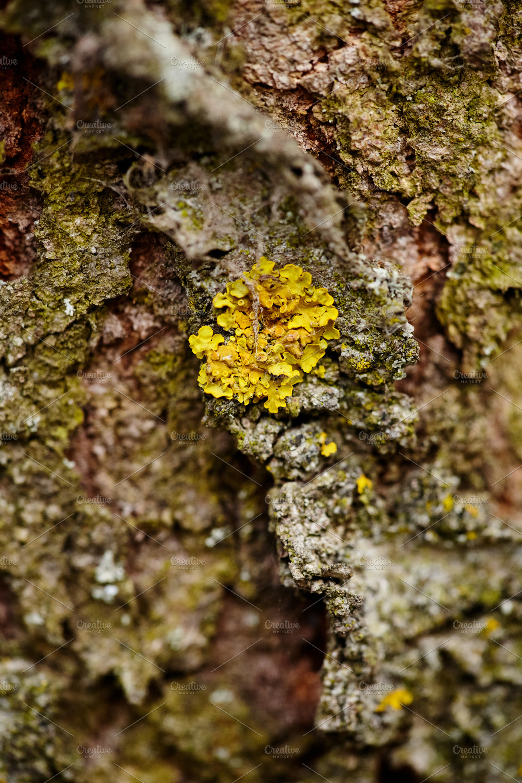 Macro shot of vibrant yellow lichen Xanthoria parietina on tree bark. Close-up, a Nature Photo by Rohan Photography