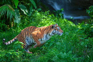 Tiger jump in jungle on waterfall background, wild animal in the, an Animal Photo by Byrdyak