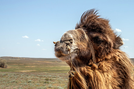 Portrait of a camel in harness