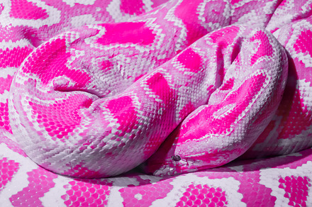 Abstract pink snake, a Wallpaper Photo by KYNA STUDIO