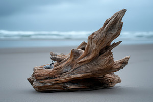 Driftwood on Nordic Shore, a Nature Photo by Virgo Studio