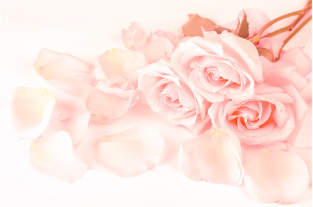 gently pink roses on a coral, a Nature Photo by sabyna75