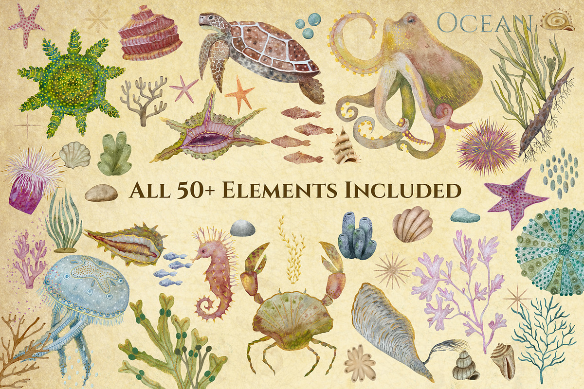 Marine Naturalist Collection, a Graphic by Kattypainting (Photo 3 of 10)