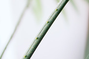Palm Trees Photo Set, a Nature Photo by Nazar Hrabovyi (Thumbnail 4 of 5)
