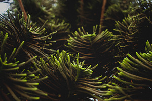 Pine tree branch featuring pine, tree, and branches