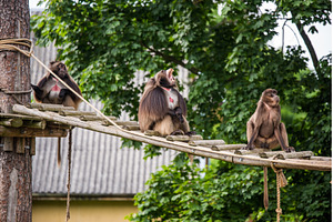 Gelada baboon Theropithecus gelada, an Animal Photo by COLORFUL