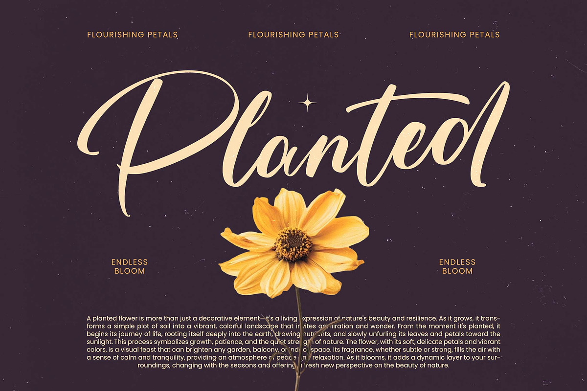 Skayhan Chester Bold Brush Font, a Script Font by Letterena Studios Script (Photo 4 of 20)