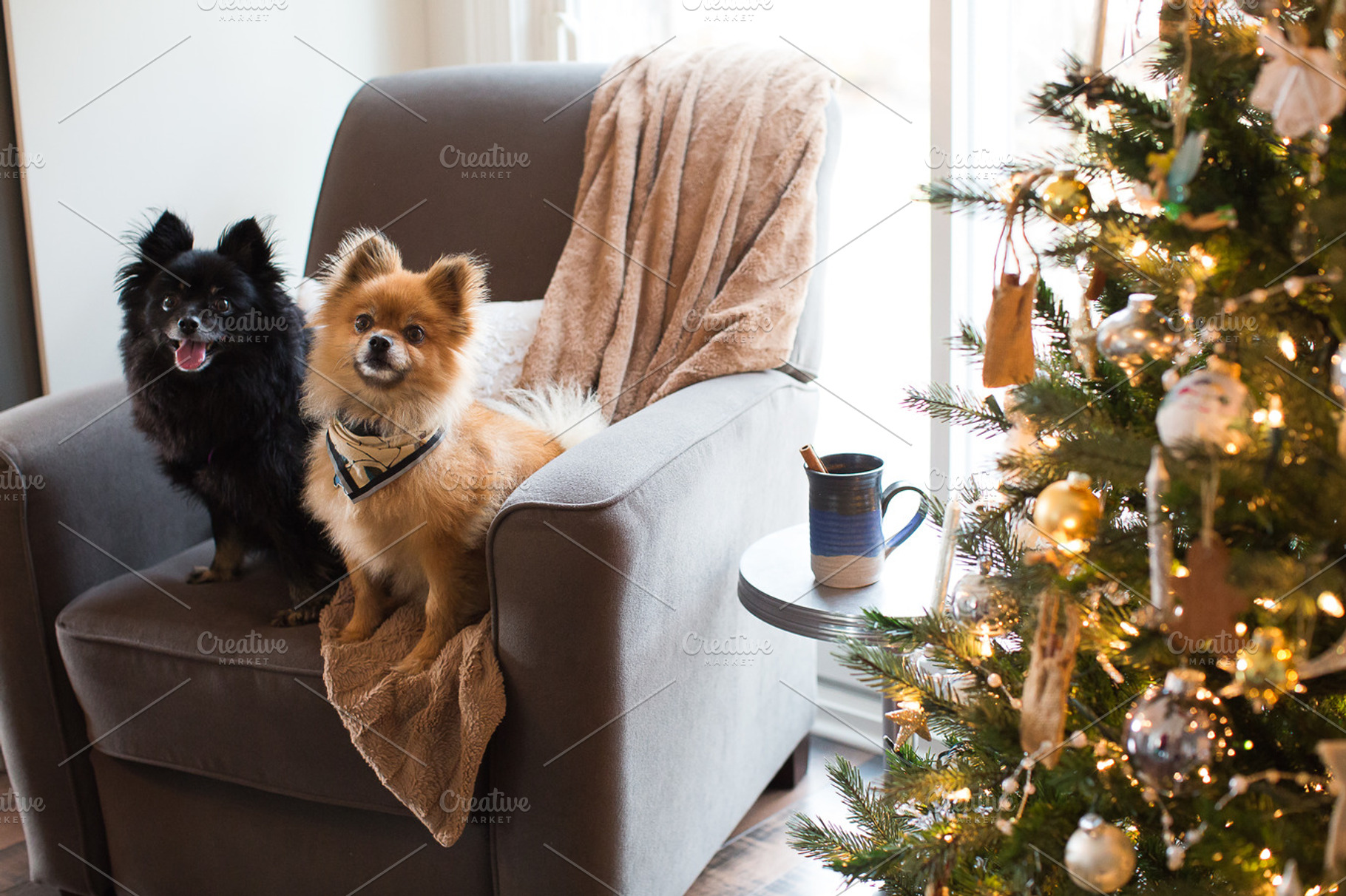 Christmas puppies featuring pomeranian, christmas, and holidays, an Animal Photo by Ashe Green Design
