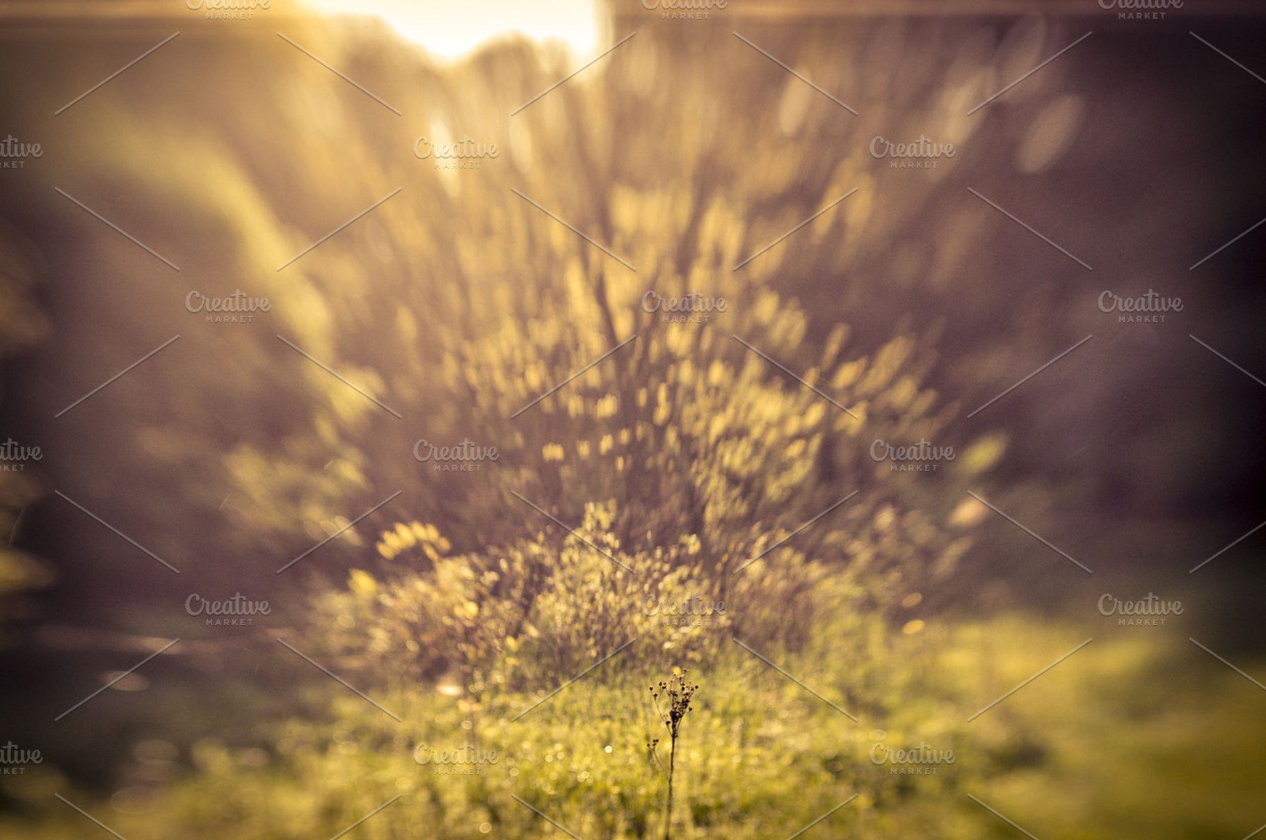 Slender Plant