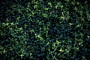 Dark green leaves background stock photo containing leaves and plants