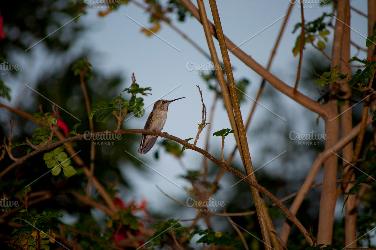 Hummingbird Stock Bundle, an Animal Photo by r.r.palacios (Photo 5 of 7)