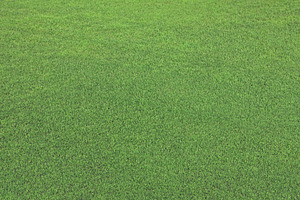 Full frame green grass background, a Nature Photo by BOOCYS