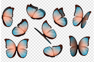 Butterfly Vector. Colorful Isolated