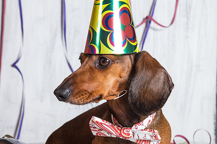 Pet in party hat and bowtie sitting featuring pet, party, and portrait, an Animal Photo by huertas19