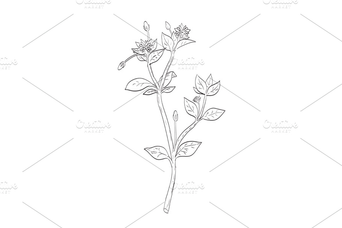 Chickweed or Stellaria Media Drawing, a Decorative Illustration by patrimonio (Photo 1 of 3)