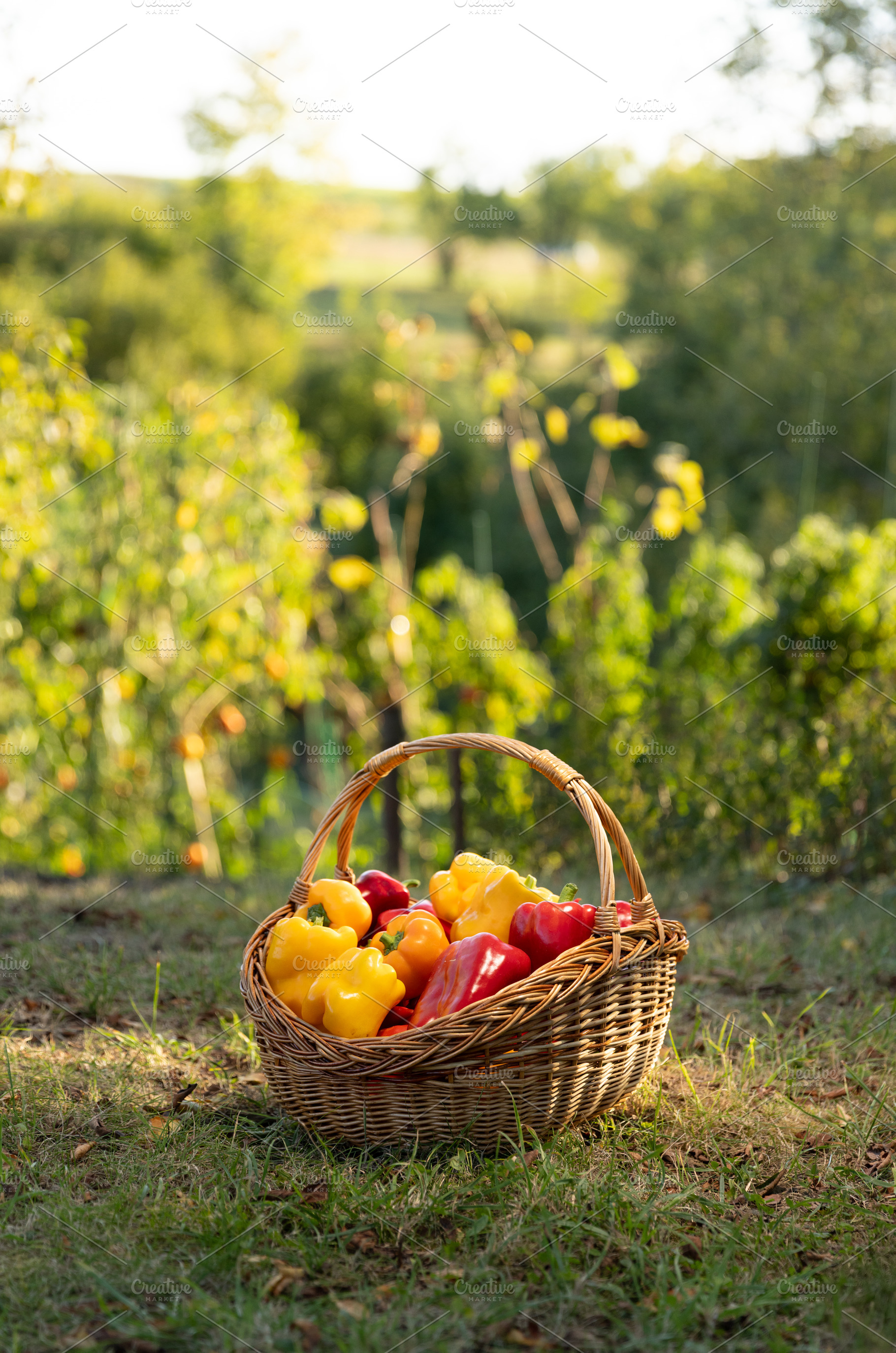 Red and yellow sweet peppers, a Photo by Grafvision photography
