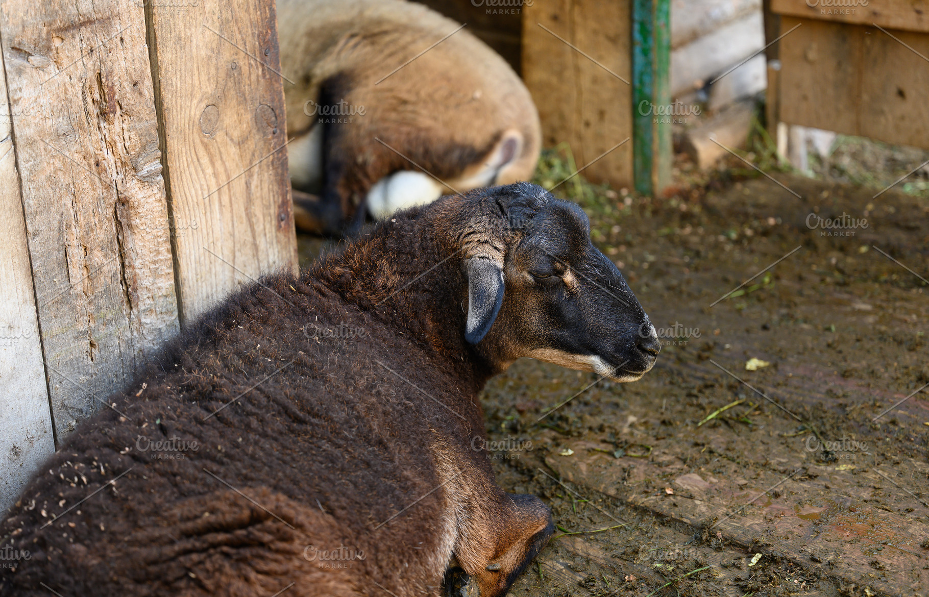 A dark sheep lies on the floor in a wooden enclosure on a farm., an Animal Photo by ndanko