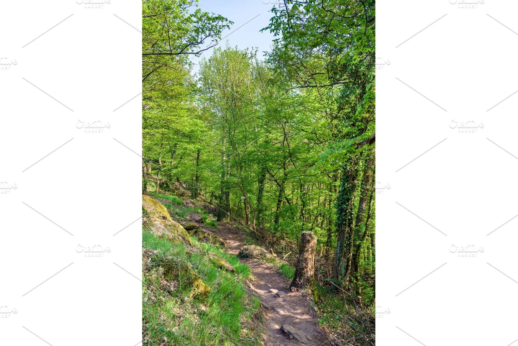 The palatinate forest in spring germany containing palatinate, forest, and, a Nature Photo by Leonid Andronov